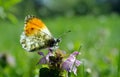 Orange tip butterfly. butterfly on a sunny meadow. spring butterflies. bright transparent wings. Royalty Free Stock Photo