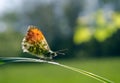 Orange tip butterfly. butterfly on a sunny meadow. spring butterflies. bright transparent wings. Royalty Free Stock Photo