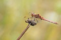 Closeup of a red male Vagrant darter Sympetrum vulgatum Royalty Free Stock Photo