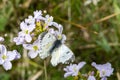 Orange tip butterfly female Anthocharis cardamines