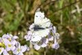 Orange tip butterfly female Anthocharis cardamines