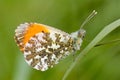 Orange-tip butterfly (male) Royalty Free Stock Photo