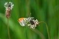 Orange-tip butterfly perching on ribwort plantain flowering plant in the garden