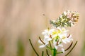 Orange tip Butterfly Resting on Cuckoo Flower