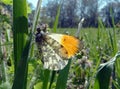 Orange tip butterfly. butterfly on a sunny meadow. spring butterflies. bright transparent wings. Royalty Free Stock Photo