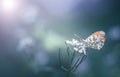 Orange tip butterfly on white flower Royalty Free Stock Photo