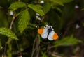 Orange-tip white butterfly
