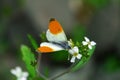 Orange-tip White butterfly