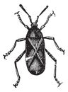 Orange-tipped Leaf-footed Squash Bug or Anasa tristis vintage engraving