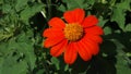 Orange Tithonia