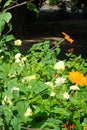 Orange Tithonia rotundifolia and cream Cephalaria gigantea flowers bloom in July. Potsdam, Germany