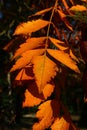 Orange to yellow autumn leaves of Goldenrain Tree, also called Pride Of India or China Tree, latin name Koelreuteria paniculata