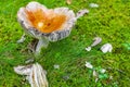 Orange toadstool fly agaric in the forest Norway Royalty Free Stock Photo