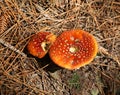 Orange Toadstools Royalty Free Stock Photo