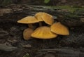 Orange Toadstools Royalty Free Stock Photo