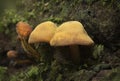 Orange Toadstools Royalty Free Stock Photo