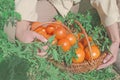 Ripening orange tomatoes