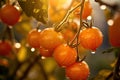 Orange Tomato hanging at branches still wet with morning dew