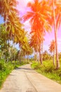 Orange toned coco palm trees alley. Tropical landscape with palms. Palm tree crown on blue sky. Royalty Free Stock Photo