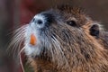 Orange tooth Bever Royalty Free Stock Photo