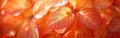 Orange Translucent Layered Leaves Macro Texture Background