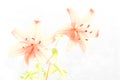 Orange transparent lilies on white background for Mothers Day or Valentines concept.  Also Sympathy and Condolence Concept Royalty Free Stock Photo