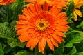 Orange Transvaal Daisy Gerbera Jamesoni Asterceae Flower Perrenial Royalty Free Stock Photo