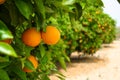 Orange tree Royalty Free Stock Photo