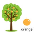 Orange tree Royalty Free Stock Photo