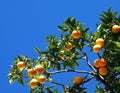 Orange tree Royalty Free Stock Photo