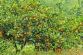 Orange tree Royalty Free Stock Photo