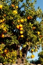 Orange tree