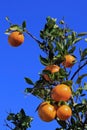 The orange tree