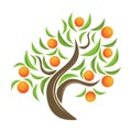 Orange-tree. Royalty Free Stock Photo