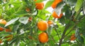 Orange tree Royalty Free Stock Photo