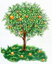 Orange tree