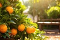 Orange tree in backyard. Fresh ripe oranges hanging on trees in orange garden. Details of Spain