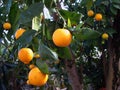 The orange tree