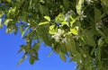 Orange blossom flowers (Azahar flower) in an orange tree in southern Spain Royalty Free Stock Photo