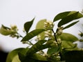 Orange tree blossom on the branch Royalty Free Stock Photo