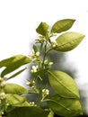 Orange tree blossom on the branch Royalty Free Stock Photo