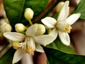 Orange tree blossom at branch Royalty Free Stock Photo