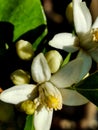 Orange tree blossom at branch Royalty Free Stock Photo