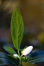 Orange tree blossom flowers on branch Royalty Free Stock Photo