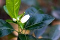 Orange tree blossom flowers on branch Royalty Free Stock Photo