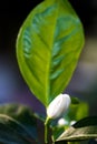 Orange tree blossom flowers on branch Royalty Free Stock Photo