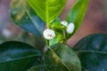 Orange tree blossom flowers on branch Royalty Free Stock Photo