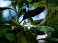 Orange tree blossom in the garden