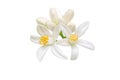 Orange tree blossom isolated on white. Transparent png additional format Royalty Free Stock Photo