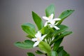 Orange tree blossom